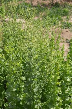 Lettuce is about to bloom Stock Photos