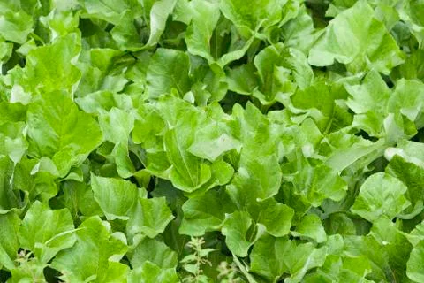 Lettuce Abstract background Stock Photos