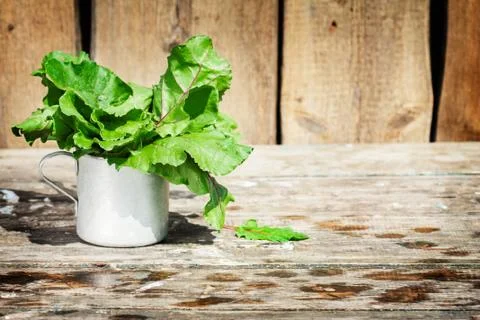 Lettuce and beets Stock Photos