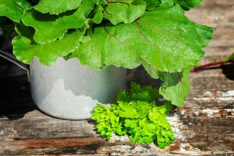 Lettuce and beets Stock Photos