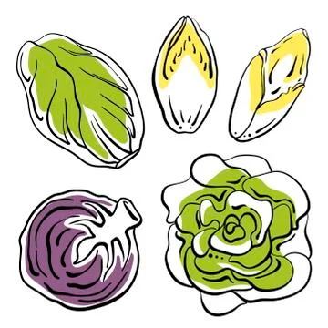 Lettuce and cabbage set. Hand drawn vector vegetable icons Stock Illustration