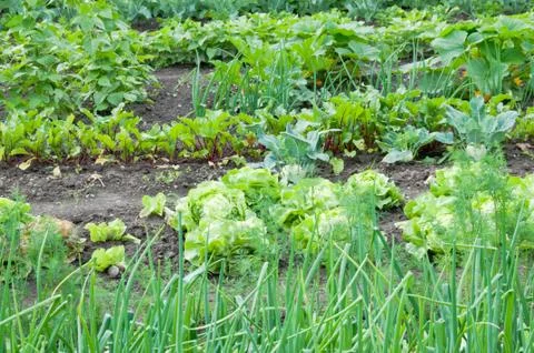 Lettuce and onions on a patch Stock Photos