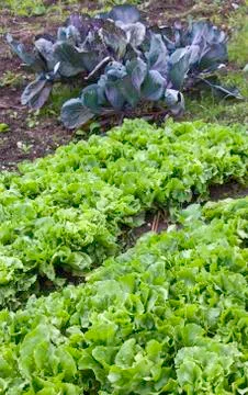 Lettuce and red cabbage Stock Photos