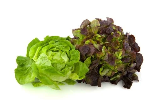 Lettuce assortment Stock Photos