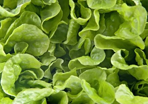 Lettuce background Stock Photos