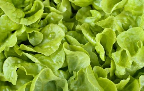 Lettuce background Stock Photos