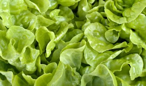 Lettuce background Stock Photos