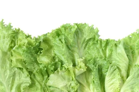 Lettuce background Stock Photos