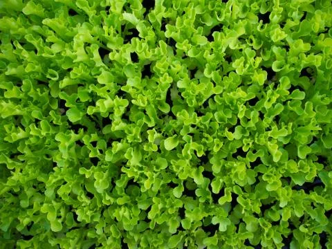 Lettuce background Stock Photos