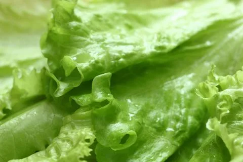 Lettuce background Stock Photos