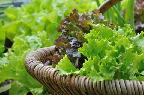 Lettuce in basket Stock Photos
