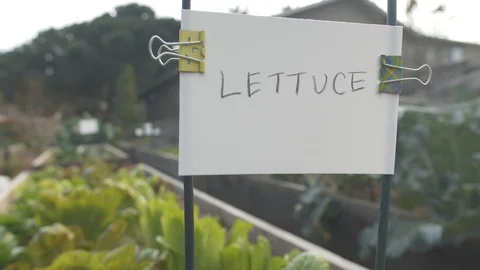 Lettuce Beds 스톡 동영상 102138326