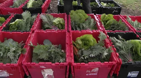 Lettuce being added to a community supported agriculture box in Ojai Stock Footage 1027109