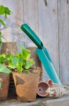 Lettuce in biodegradable pot Stock Photos