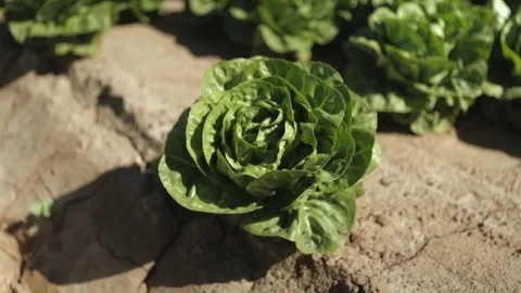 Lettuce Bulb on Mars Stock Footage 94642944