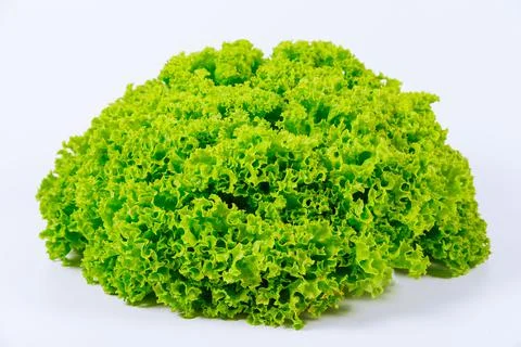 Lettuce bunch close up on a white background. Stock Photos