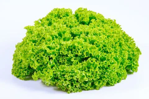 Lettuce bunch on a white background. Stock Photos