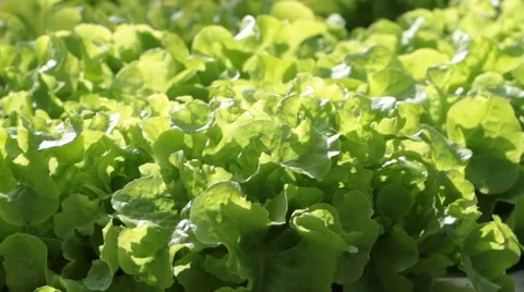 Lettuce butterhead 库存影片 51239021