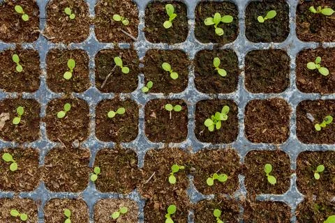 Lettuce came down in a container for growing. Lettuce leaves are saturated wi Stock Photos