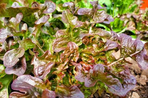 Lettuce cantarix. Stock Photos