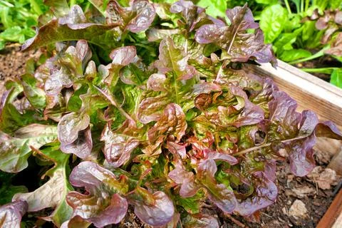 Lettuce cantarix. Stock Photos