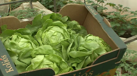 Lettuce in a cardboard box Stock Footage 39667007