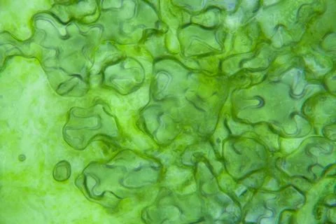 Lettuce cells under microscope, magnification x 400 Stock Photos