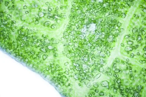 Lettuce cells under microscope, magnification x 100 Stock Photos