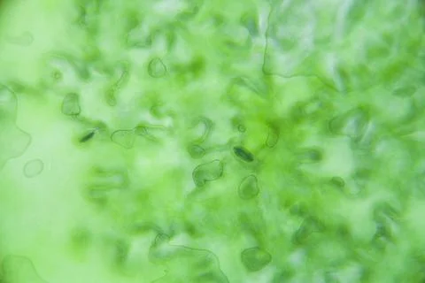 Lettuce cells under microscope, magnification x 400 Stock Photos