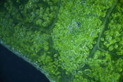 Lettuce cells under microscope, magnification x 100 dark field technique Stock Photos