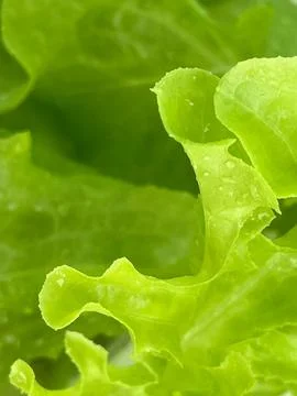 Lettuce close-up (2) Stock Photos