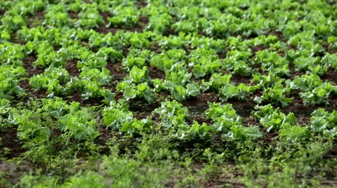 Lettuce close up 스톡 동영상 53038899