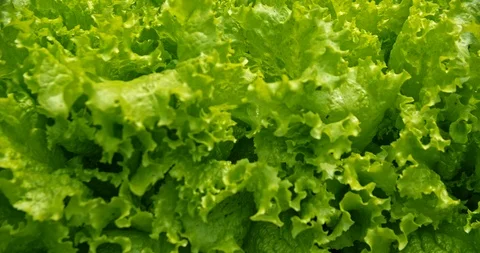 Lettuce close up Stock Footage 112950893