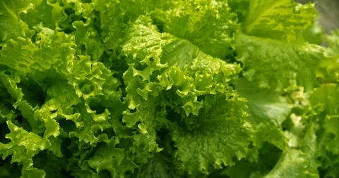 Lettuce close-up Stock Footage 112951072