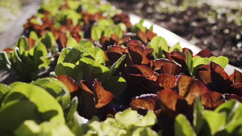 Lettuce close up Stock Footage 138465836