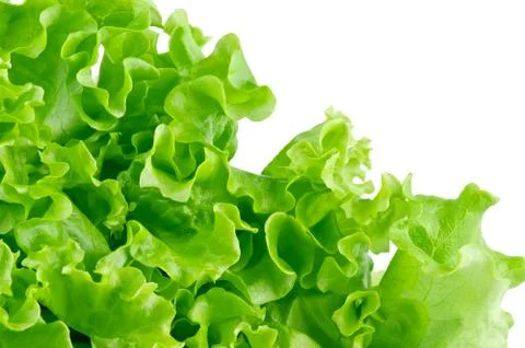 Lettuce close-up Stock Photos