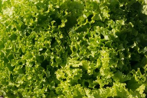 Lettuce - close up Stock Photos