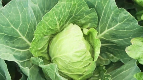 Lettuce close up in slow motion. Stock Footage 135432225