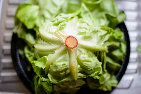 Lettuce close up view Foto stock