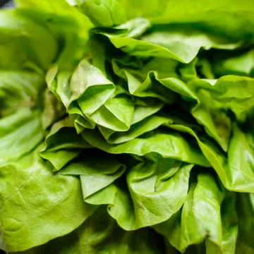 Lettuce close up view Stock Photos