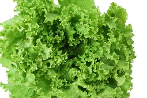 Lettuce closeup Stock Photos