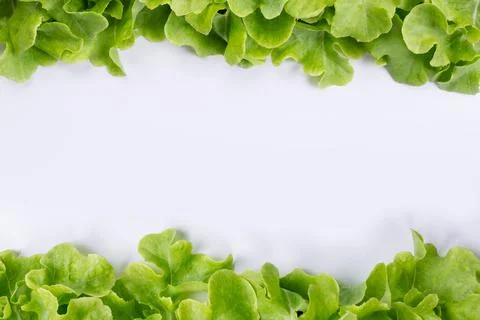 Lettuce concept that is placed on a white background. 写真素材