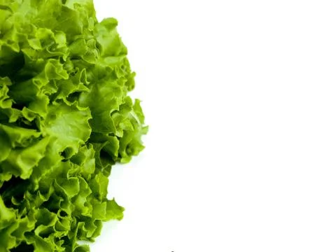 Lettuce with copy room Stock Photos