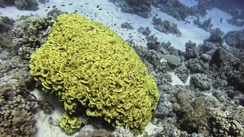 Lettuce Coral Stock Footage 280681465