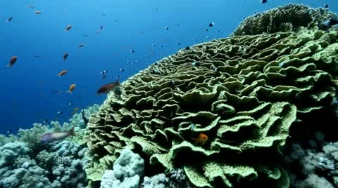Lettuce coral Jackson reef Stock Footage 10862006