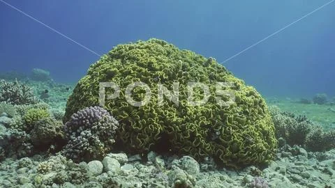 Lettuce coral or Yellow Scroll Coral (Turbinaria reniformis) colony on seab.. Stock Photos