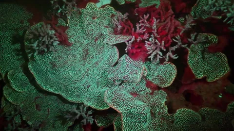 Lettuce coral with tiny fluorescent dots of glowing green covering its surface. Stock Footage 297740909
