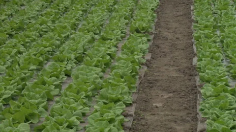 Lettuce cultivation in greenhouse. Video stock 155463595