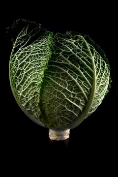 Lettuce in dark background Stock Photos
