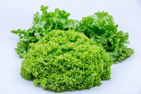 Lettuce of different kinds on a white background. Stock Photos